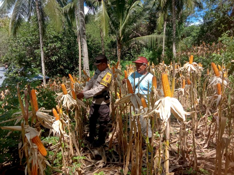 “Sinergi Polisi dan Petani: Ketahanan Pangan Jadi Tugas Bersama di Sikka”