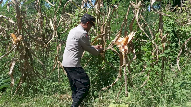 Kasat Binmas Polres Sikka Tinjau Lokasi Panen Raya Jagung Serentak Kuartal II di Desa Lowolabo