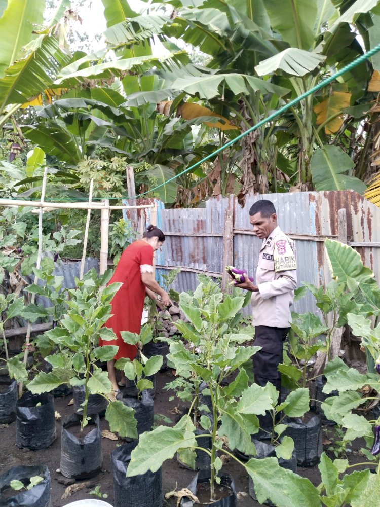 Polisi Menanam, Warga Terinspirasi: Aksi Hijau Bhabinkamtibmas Sikka untuk Ketahanan Pangan