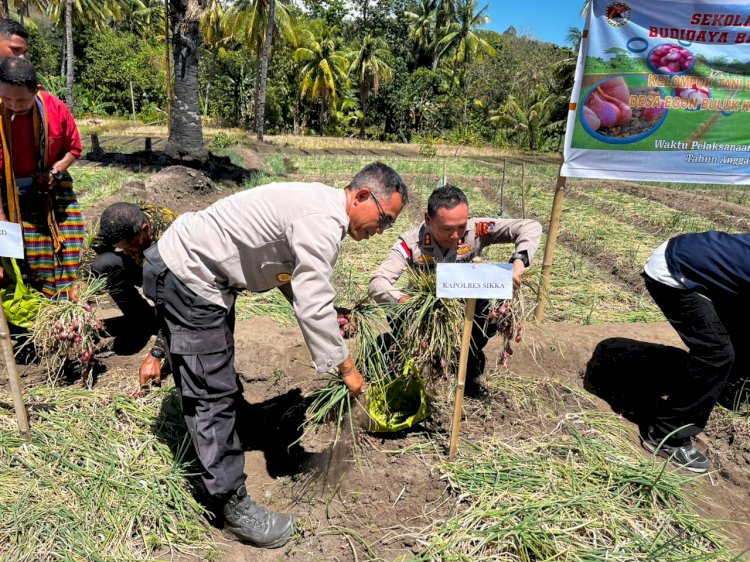 “Bawang Merah Bukit Modoliring Jadi Bukti Nyata Kemandirian Pangan Sikka”