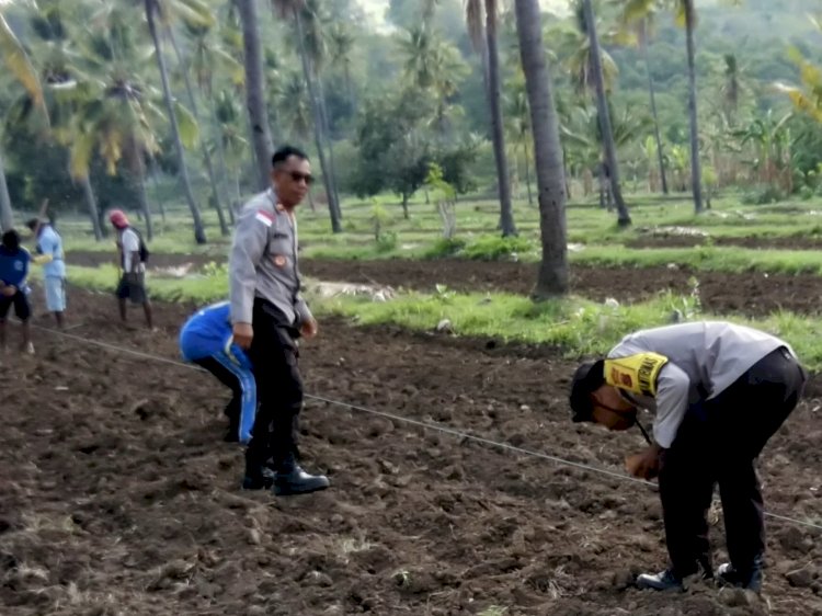 “Dukung Ketahanan Pangan Nasional, Polres Sikka Polda NTT Gencar Dampingi Petani Tanam Jagung di Dua Kecamatan”