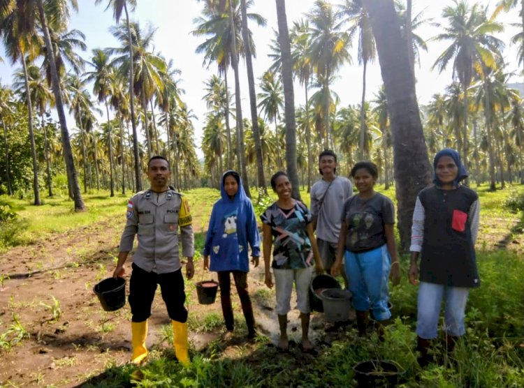 Polres Sikka Polda NTT dan Petani Bersinergi: Lahan Misi Patiahu Ledalero Siap Jadi Lumbung Jagung Sikka