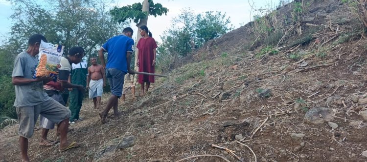 Dukung Swasembada Pangan Polres Sikka Polda NTT Bersama Petani Done Tanam Jagung Hibrida