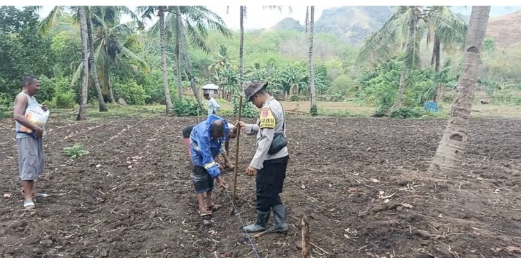“Polri Peduli Pangan: Bhabinkamtibmas Polres Sikka Polda NTT Dampingi Petani Olah Lahan dan Rawat Jagung”