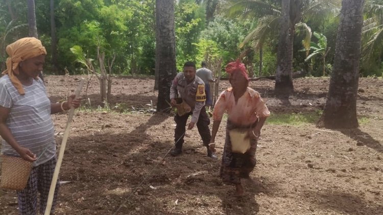 Bhabinkamtibmas Desa Langir Sikka Turun ke Ladang, Dorong Petani Sukseskan Program Pangan 2025