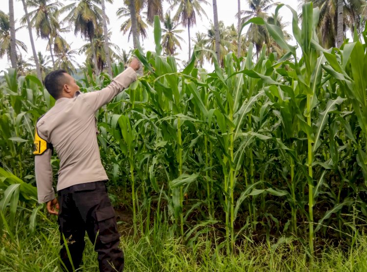 “Pendampingan Petani Karitas Kabupaten Sikka : Pertumbuhan Jagung Stabil, Namun Hama Masih Mengancam”