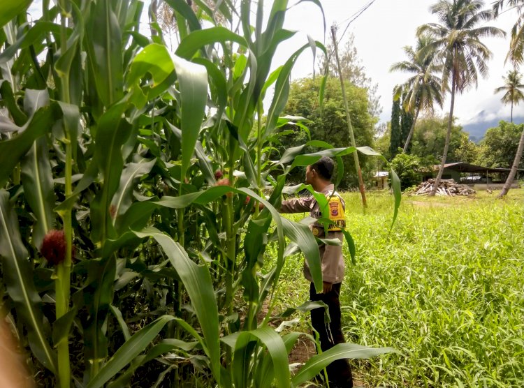 “Panen Kian Dekat: Bhabinkamtibmas Polres Sikka Polda NTT Ungkap Perkembangan Jagung yang Menggembirakan”