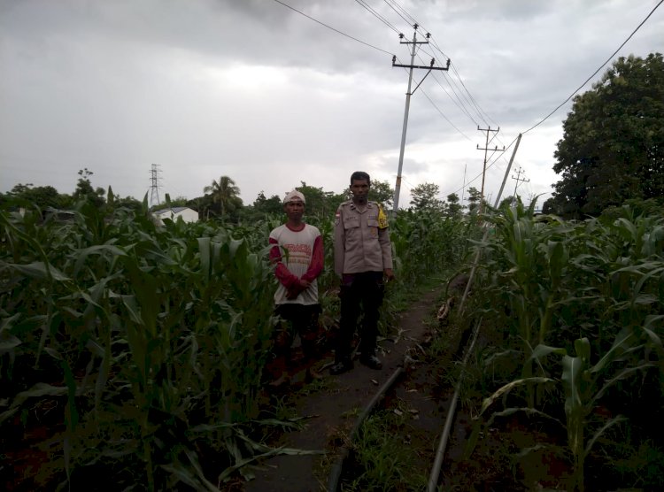 Ketahanan Pangan Tak Sekadar Program, Polres Sikka Polda NTT Turun Langsung Pantau Jagung Warga