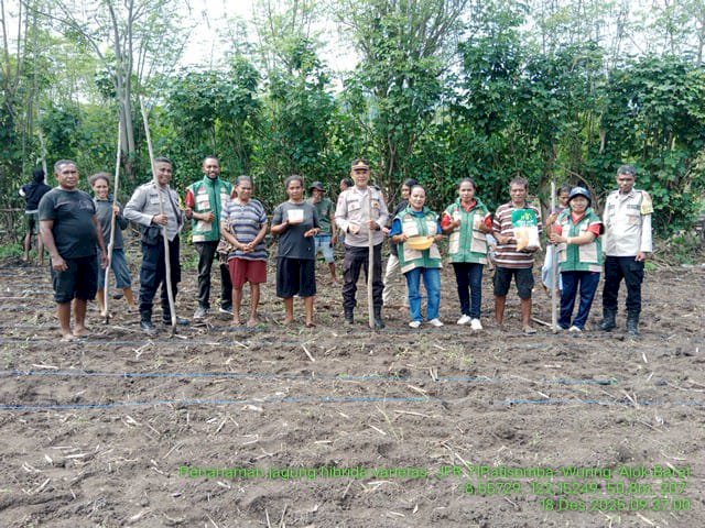 Dari Keamanan ke Ketahanan Pangan, Bhabinkamtibmas Polres Sikka Polda NTT Awali Tanam Jagung Bersama Petani