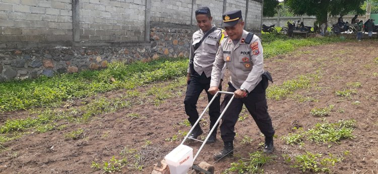 Ketahanan Pangan Dimulai dari Desa, Polres Sikka Polda NTT Dampingi Poktan Tati Nahing Tanam Jagung