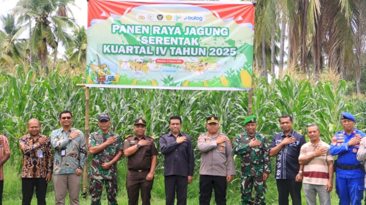 Panen Raya Jagung Serentak Jadi Momentum Polres Sikka Polda NTT Perkokoh Ketahanan Pangan Nasional dan Daerah
