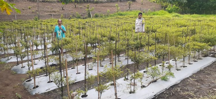 “Dari Pekarangan untuk Negeri: Polres Sikka Polda NTT Penggerak Perkuat Ketahanan Pangan di Sikka”