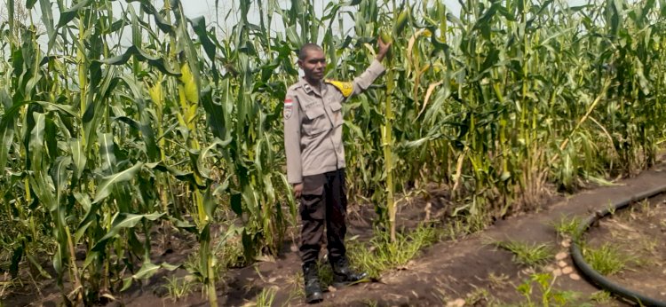 Jagung Rakyat Dipantau, Komitmen Polres Sikka Polda NTT terhadap Ketahanan Pangan Kian Nyata