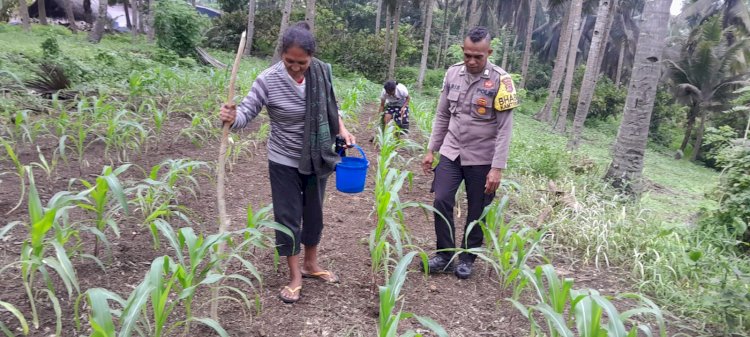 Jaga Diserang Hama, Polres Sikka Polda NTT Tak Diam: Bhabinkamtibmas Polsek Nita Turun Kawal Ketahanan Pangan