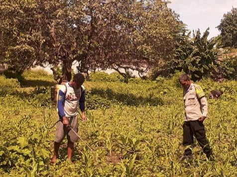 Dari Lahan Napunglangir, Polres Sikka Polda NTT Hadir Mengawal Ketahanan Pangan Warga Wolomarang
