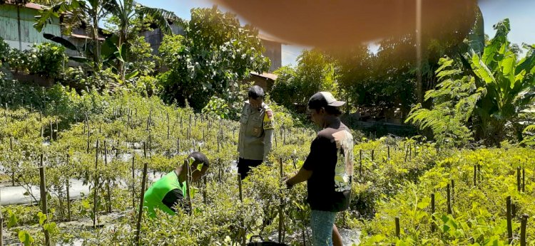 Polres Sikka Polda NTT  Hadir di Lahan Warga, Bhabinkamtibmas Wolomarang Kawal Panen Cabai Dukung Ketahanan Pangan Nasional