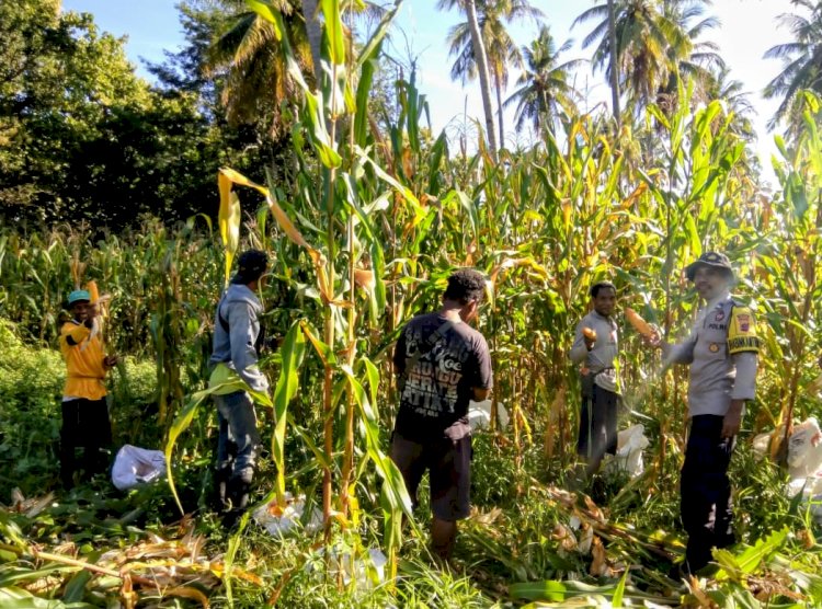 Ketahanan Pangan Kian Nyata di Sikka, Polres Sikka Polda NTT Hadir dari Tanam hingga Panen