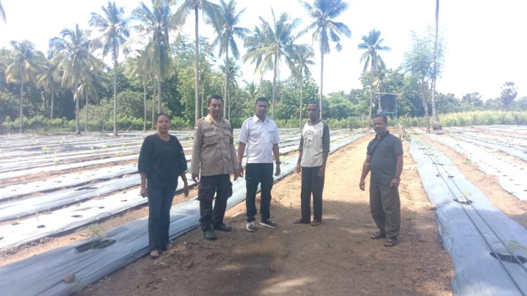 “Dampingi Petani, Bhabinkamtibmas Polres Sikka Polda NTT Wujudkan Ketahanan Pangan di Sikka”