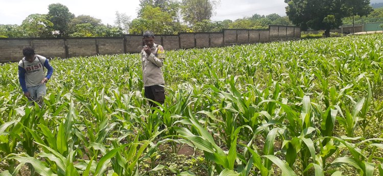Jagung Rakyat Jadi Prioritas, Polres Sikka Polda NTT Turun Tangan Kawal Program Presiden