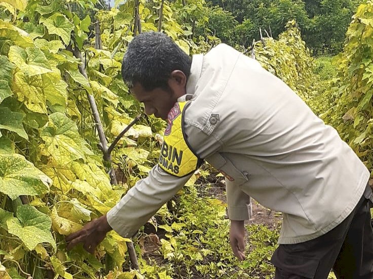 Dari Tanah Wailiti Tumbuh Harapan: Polsek Alok Polres Sikka Polda NTT Kawal Program 1 Lahan untuk Indonesia Tangguh