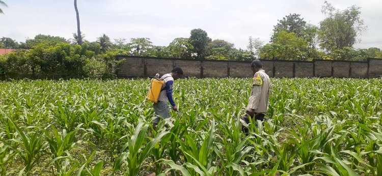 “Dari Tanah Wolomarang, Polres Sikka Polda NTT Perkuat Pilar Ketahanan Pangan Nasional”