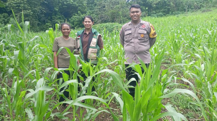 Langkah Nyata di Lahan Jagung, Polres Sikka Polda NTT Perkuat Fondasi Pangan Nasional