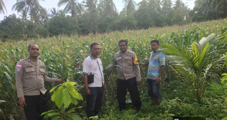 Satu Hektare Harapan di Waihawa, Polres Sikka dan Petani Buktikan Ketahanan Pangan Bukan Sekadar Wacana