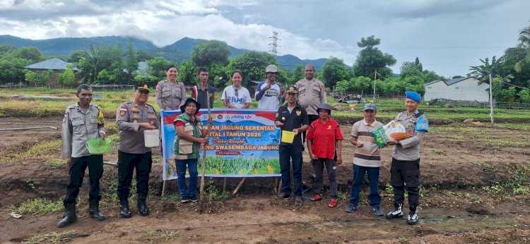Jagung Ditanam, Harapan Dituai: Polres Sikka Dorong Kemandirian Pangan Melalui Gerakan Tanam Serentak Kuartal I 2026