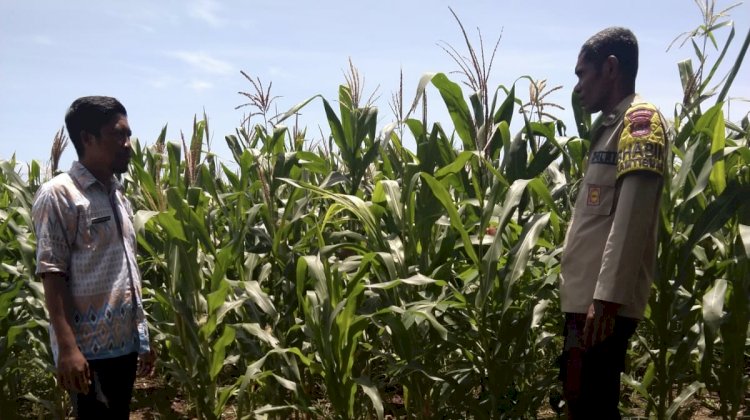 Dari Ladang Jagung Wolomarang, Jajaran Polres Sikka Pastikan Program Ketahanan Pangan Berjalan Nyata