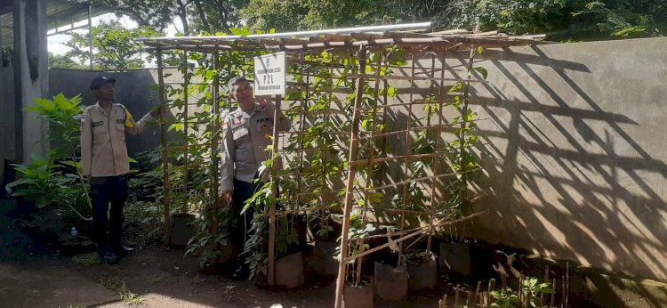 Gerakan Pangan Lestari Polsek Alok Polres Sikka: Lahan Mako Dimanfaatkan untuk Perkuat Ketahanan Pangan