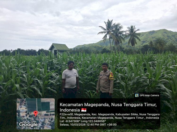 Perkuat Ketahanan Pangan, Bhabinkamtibmas Polres Sikka Polda NTT Aktif Turun ke Lahan Jagung