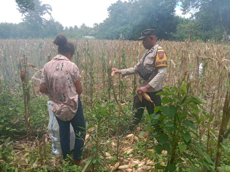 “Sinergi Sinergi Polres Sikka dan Petani Berbuah: Panen Jagung Hibrida Wairkoja Dongkrak Ekonomi Petani Sikka