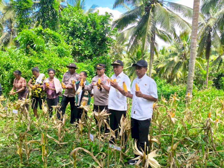 Di Ladang Nataweru, Polsek Nita Polres Sikka Buktikan Ketahanan Pangan Bukan Sekadar Wacana