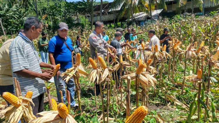 “6 Ton Jagung dari Lela: Kolaborasi Polsek Lela Polres Sikka dan Desa Jadi Pilar Kemandirian Pangan”