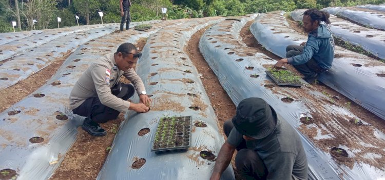 Pangan Digelorakan, Polsek Bola Polres Sikka Hadir di Balik 7.000 Bibit Cabai Wolomotong