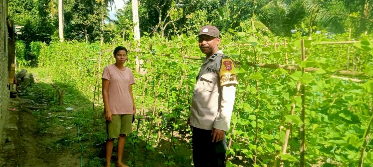 Perempuan Tani di Kotandelu Jadi Garda Depan Ketahanan Pangan, Polres Sikka Turun Langsung Beri Pendampingan