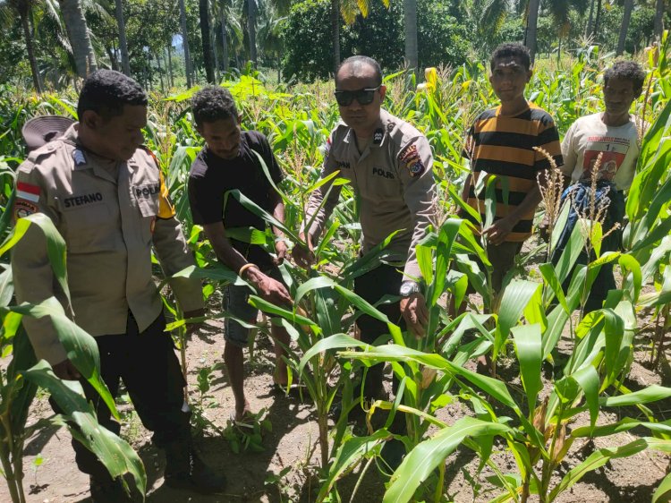 Ladang Jadi Medan Pengabdian: Bhabinkamtibmas Polres Sikka Kawal Pangan dari Desa