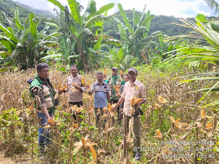 Panen Jagung BISI 18 di Pruda Sikka Sukses, Bukti Nyata Ketahanan Pangan di Tengah Cuaca Tak Menentu