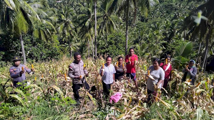 Panen Pertiwi di Lahan Terbatas: Dari Baopaat Sikka, Ketahanan Pangan Dibuktikan dengan Aksi Nyata