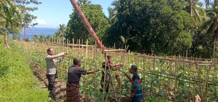 “Dari Lahan Sederhana ke Ketahanan Nasional: Polsek Bola Polres Sikka Kawal Harapan Pangan dari Desa Waihawa”