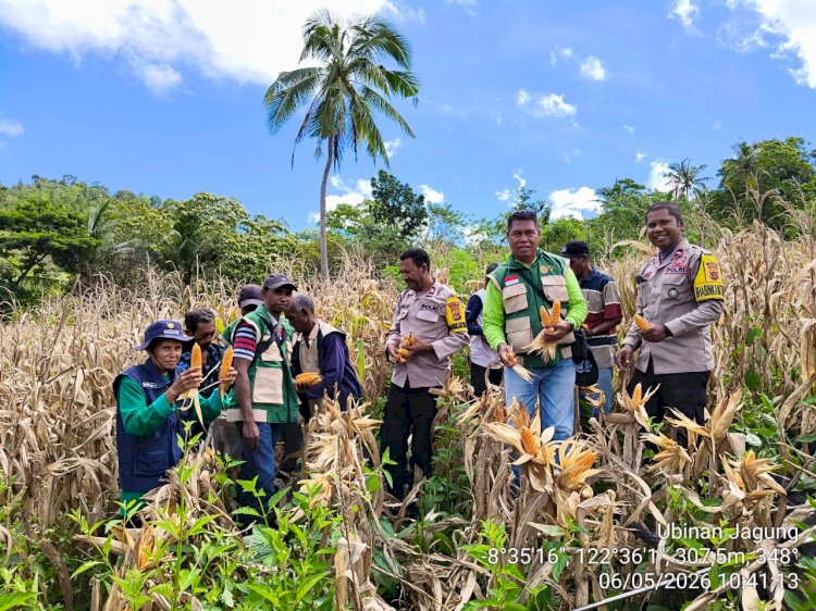 Tak Banyak Bicara, Tanarawa Sikka Buktikan: 15,9 Ton Jagung Siap ke Pasar