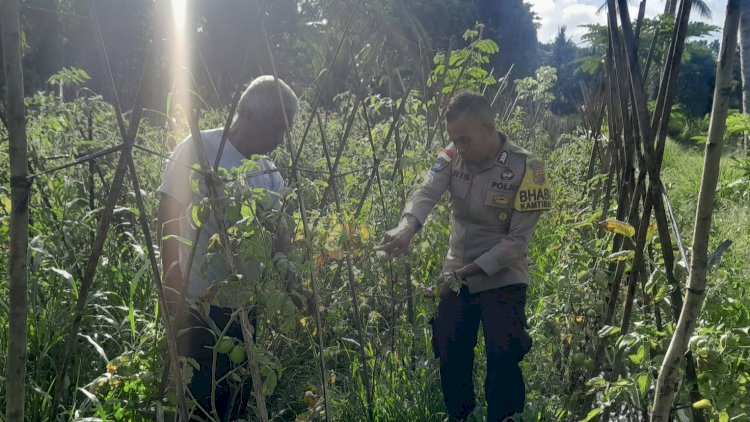 Kebun Produktif, Pangan Kuat: Bhabinkamtibmas Polsek Nita Polres Sikka Dampingi Panen Tomat Warga