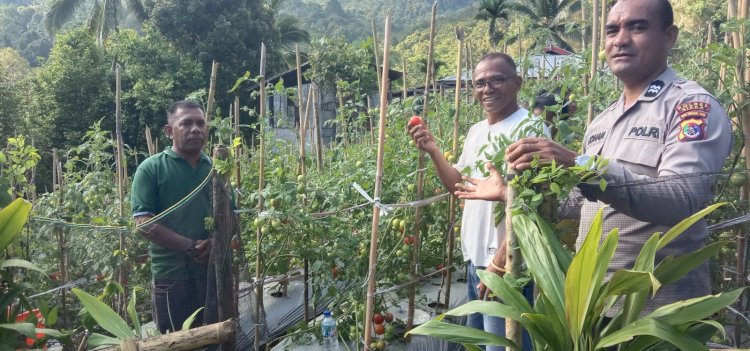 “Panen Raya Tomat di Watumerak, Kanit Binmas Polsek Bola Wujudkan Dukungan Nyata bagi Ketahanan Pangan Nasional”.