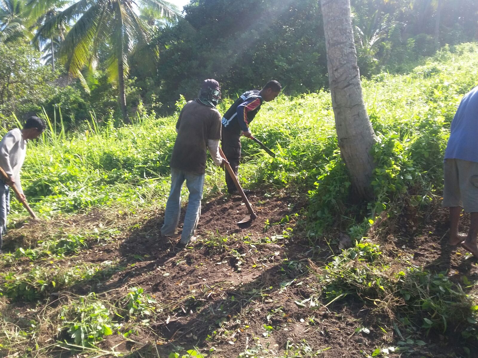 BHABINKAMTIBMAS DESA TUANGGEO BERSIHKAN LAHAN BARENG KELOMPOK TANI