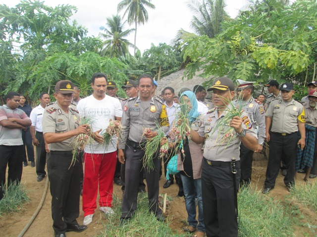Kapolres Sikka Hadiri Panen Perdana Bawang Merah Milik Kelompok Tani